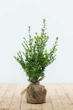 Ilex crenata 'Dark Green' 30-40 cm