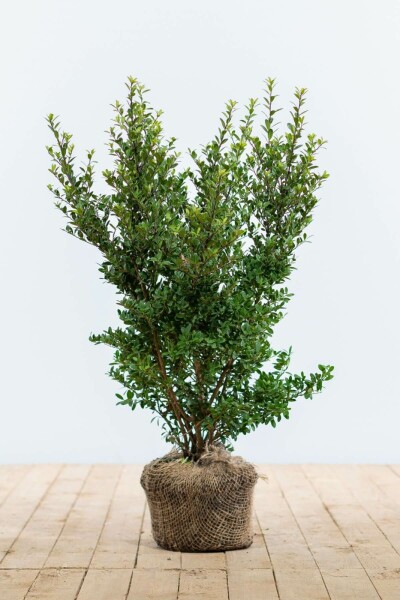 Ilex crenata 'Dark Green' 40-60 cm