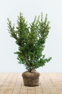 Ilex crenata 'Dark Green' 40-60 cm