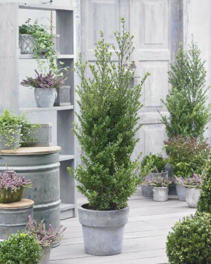 Ilex crenata 'Dark Green' 40-60 cm