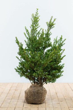 Ilex crenata 'Dark Green' 60-80 cm