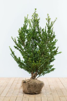 Ilex crenata 'Dark Green' 80-100 cm
