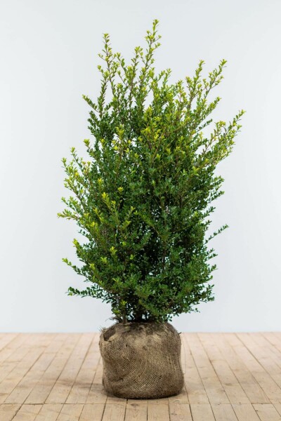 Ilex crenata 'Dark Green' 100-125 cm