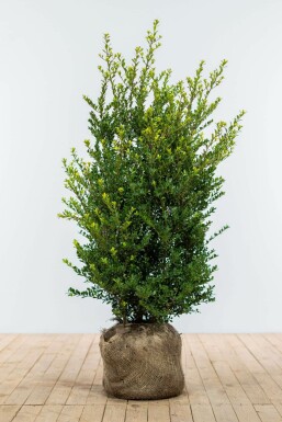 Ilex crenata 'Dark Green' 100-125 cm