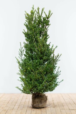 Ilex crenata 'Dark Green' 125-150 cm