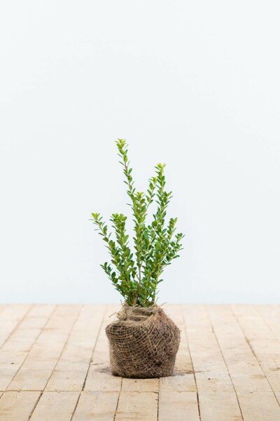 Ilex crenata 'Green Hedge' 15-20 cm
