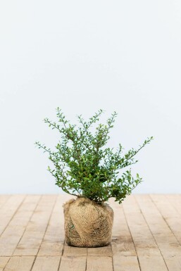 Ilex crenata 'Green Hedge' 25-30 cm