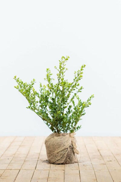 Ilex crenata 'Green Hedge' 30-40 cm