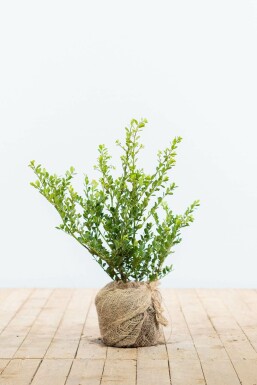Ilex crenata 'Green Hedge' 30-40 cm