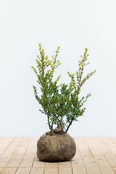 Ilex crenata 'Green Hedge' 40-60 cm