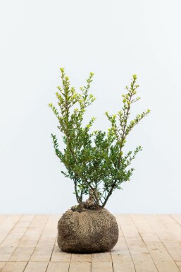 Ilex crenata 'Green Hedge' 40-60 cm