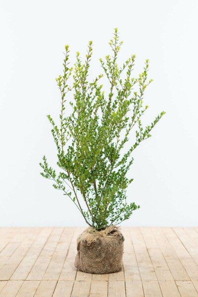 Ilex crenata 'Green Hedge' 60-80 cm