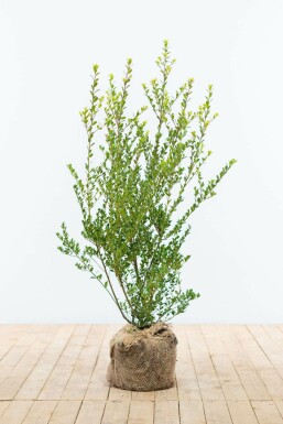 Ilex crenata 'Green Hedge' 60-80 cm