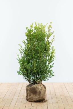 Ilex crenata 'Green Hedge' 80-100 cm