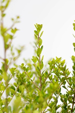 Ilex crenata 'Green Hedge' 80-100 cm