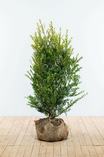 Ilex crenata 'Green Hedge' 100-125 cm
