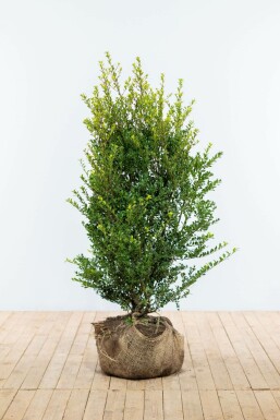 Ilex crenata 'Green Hedge' 100-125 cm