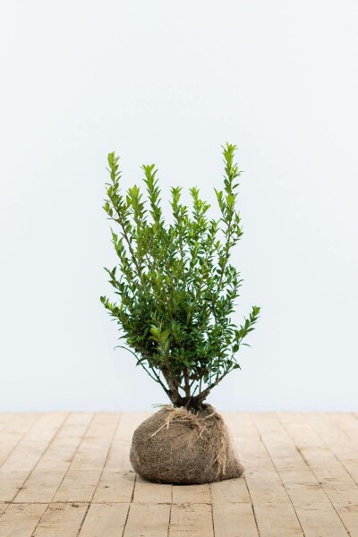 Ilex maximowicziana 'Kanehirae' 30-40 cm