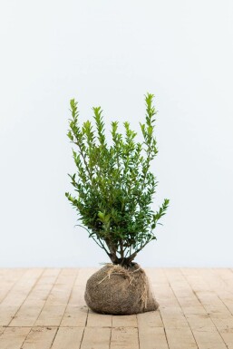 Japansk kristtorn Ilex maximowicziana 'Kanehirae' hæk 30-40 potte