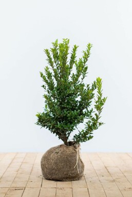 Japansk kristtorn Ilex maximowicziana 'Kanehirae' hæk 40-60 potte