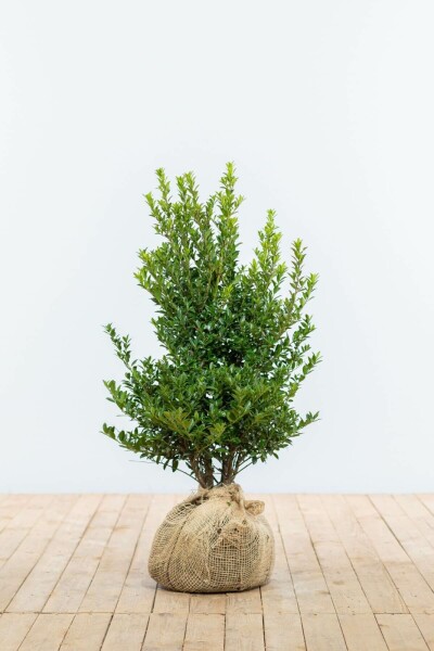 Ilex maximowicziana 'Kanehirae' 60-80 cm