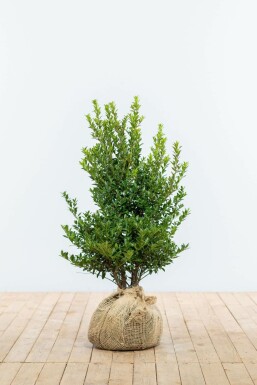 Ilex maximowicziana 'Kanehirae' 60-80 cm