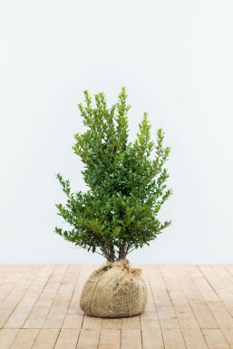 Japansk kristtorn Ilex maximowicziana 'Kanehirae' hæk 60-80 rodklump