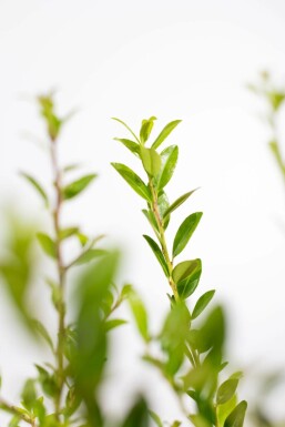 Ilex maximowicziana 'Kanehirae' 60-80 cm