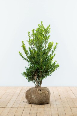 Japansk kristtorn Ilex maximowicziana 'Kanehirae' hæk 80-100 rodklump