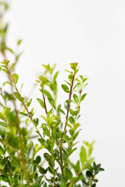 Japansk kristtorn Ilex maximowicziana 'Kanehirae' hæk 80-100 rodklump Ilex maximowicziana 'Kanehirae' 80-100 cm