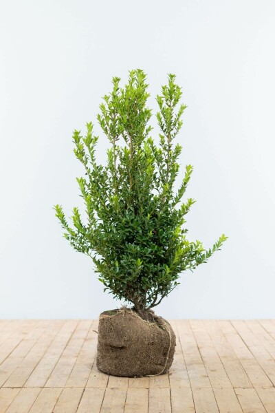 Ilex maximowicziana 'Kanehirae' 100-125 cm