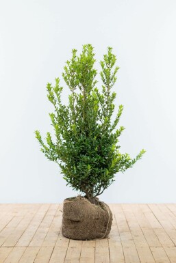 Ilex maximowicziana 'Kanehirae' 100-125 cm