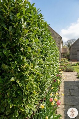 Prunus laurocerasus 'Caucasica' 60-80 cm