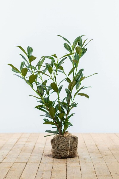 Prunus laurocerasus 'Caucasica' 60-80 cm