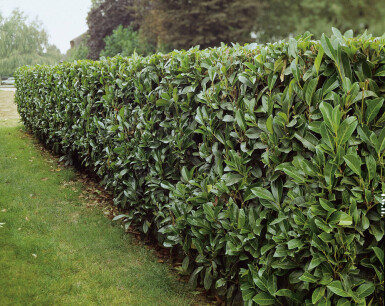 Laurbærkirsebær Prunus laurocerasus 'Caucasica' hæk 60-80 rodklump