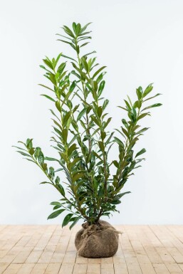 Prunus laurocerasus 'Caucasica' 100-125 cm