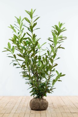 Prunus laurocerasus 'Caucasica' 125-150 cm