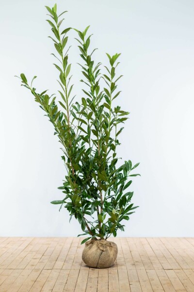 Prunus laurocerasus 'Caucasica' 150-175 cm