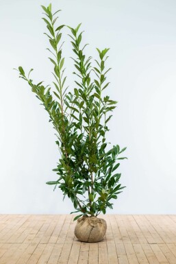 Prunus laurocerasus 'Caucasica' 150-175 cm