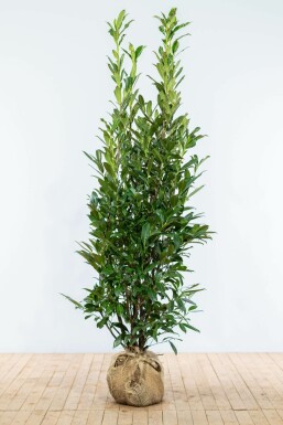 Prunus laurocerasus 'Caucasica' 175-200 cm