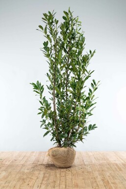Prunus laurocerasus 'Caucasica' 200-225 cm
