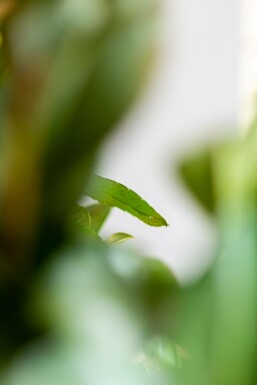 Prunus laurocerasus 'Etna' 60-80 cm