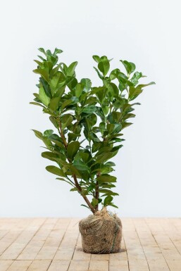 Prunus laurocerasus 'Etna' 60-80 cm