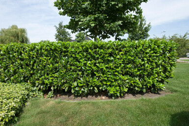 Prunus laurocerasus 'Etna' 60-80 cm