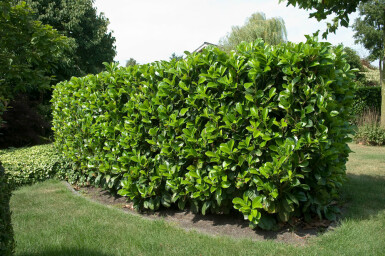 Prunus laurocerasus 'Etna' 60-80 cm