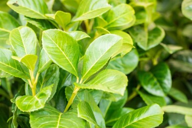 Prunus laurocerasus 'Etna' 60-80 cm - Rodklump