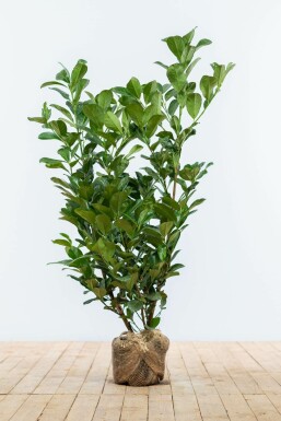 Prunus laurocerasus 'Etna' 80-100 cm