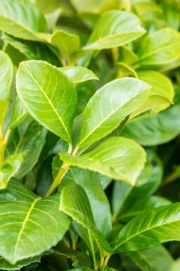Prunus laurocerasus 'Etna' 80-100 cm - Rodklump