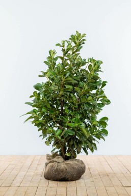 Prunus laurocerasus 'Etna' 100-125 cm