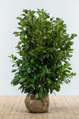 Laurbærkirsebær Prunus laurocerasus 'Etna' hæk 125-150 rodklump Prunus laurocerasus 'Etna' 125-150 cm